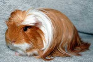 hamster breeds with pictures