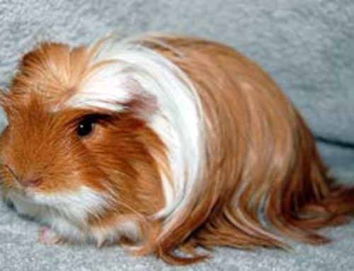 Hamster Breeds That Make Good Pets And a Couple To Avoid